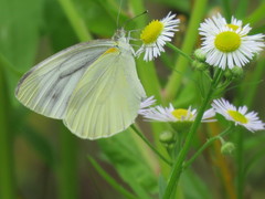 Pieris melete