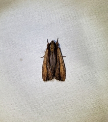 Apamea verbascoides