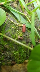 Pyropterus nigroruber