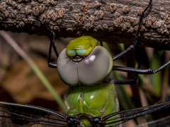 Anax guttatus