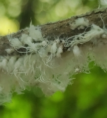 Prociphilus xylostei