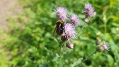 Bombus vestalis