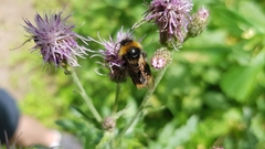 Bombus vestalis
