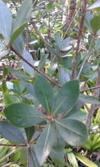 Pittosporum cornifolium
