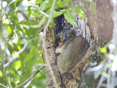 Lepilemur randrianasoloi