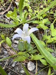 Campanula californica