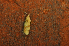 Phtheochroa vitellinana