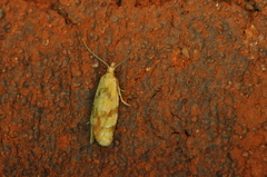 Phtheochroa vitellinana