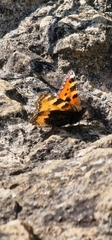 Aglais urticae