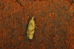 Phtheochroa vitellinana