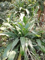 Dracaena aletriformis
