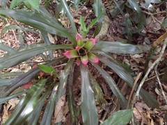 Nidularium innocentii