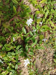 Richardia grandiflora