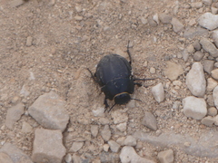 Erodius siculus