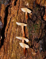 Collybia eucalyptorum