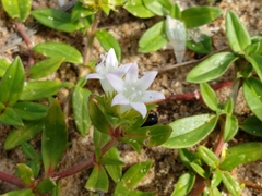 Richardia grandiflora