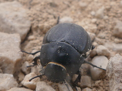 Erodius siculus