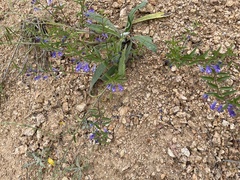 Scutellaria angustifolia