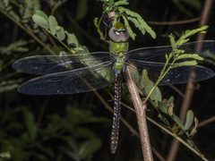 Anax guttatus