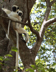 Propithecus deckenii