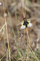 Libelloides baeticus