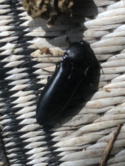 Melanactes densus
