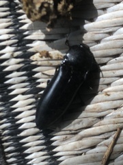 Melanactes densus