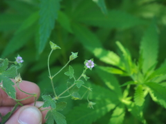 Geranium divaricatum