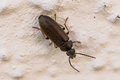 Scraptia dubia