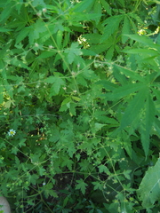 Geranium divaricatum