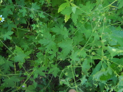 Geranium divaricatum