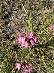 Centaurium erythraea