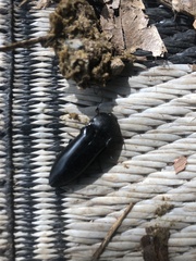 Melanactes densus