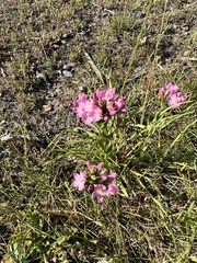 Centaurium erythraea
