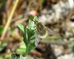Bombylius posticus