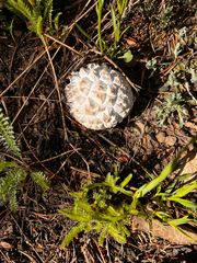 Calvatia sculpta