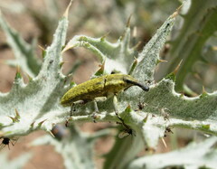 Lixus scolopax