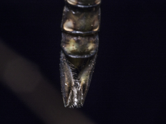 Anax guttatus