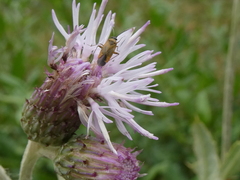 Plagiognathus arbustorum