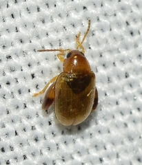 Longitarsus ochroleucus