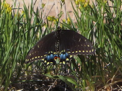 Papilio polyxenes