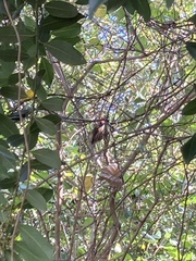 Picumnus nebulosus