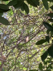 Picumnus nebulosus