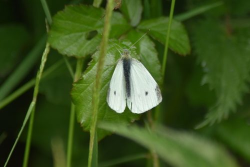 Pieris napi