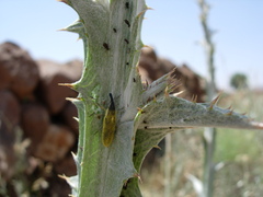 Lixus scolopax