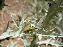 Lixus scolopax