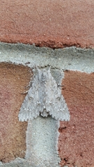 Acronicta americana