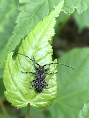 Aegomorphus modestus