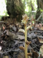 Orobanche hederae