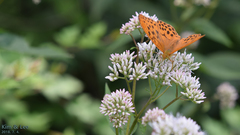Argynnis sagana